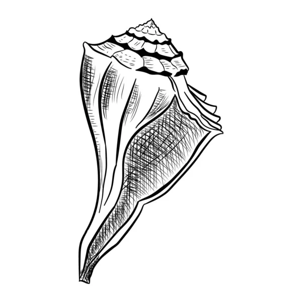 Angular murex seashell hand drawn illustration — Stock Vector