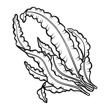 Mercanlar, resif ekosistem faunası, yosunlar, laminarya oymalı dış hatlar.