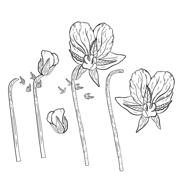 Pansy fleurs dessinées à la main clipart monochrome. — Image vectorielle