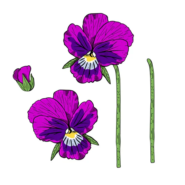 Pansy dibujado a mano flores clipart. — Archivo Imágenes Vectoriales