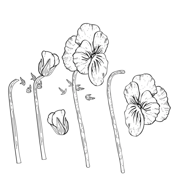 Ręcznie rysowane bratki kwiaty clipart. — Wektor stockowy