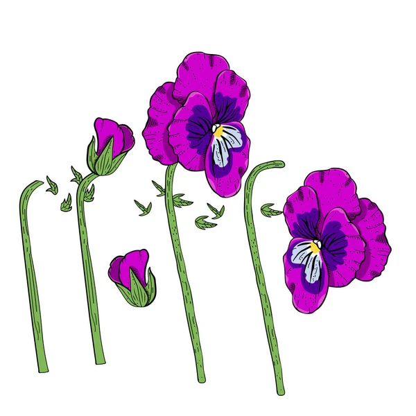 Hand drawn pansy flowers clipart. — Stock Vector