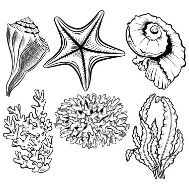 Deniz canlısı el çizimi vektör çizimi. Deniz kabukları, deniz tarakları serbest çizimler. Mercanlar, resif ekosistem faunası, yosunlar, laminarya oymalı dış hatlar.