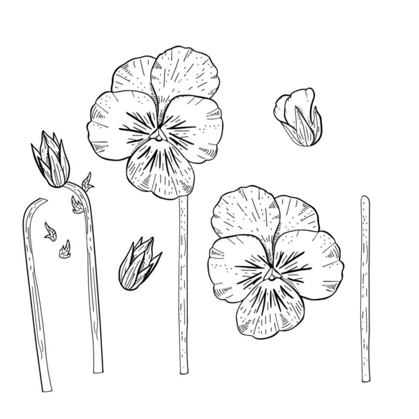 Mano disegnato coccodrillo fiori viola. — Vettoriale Stock