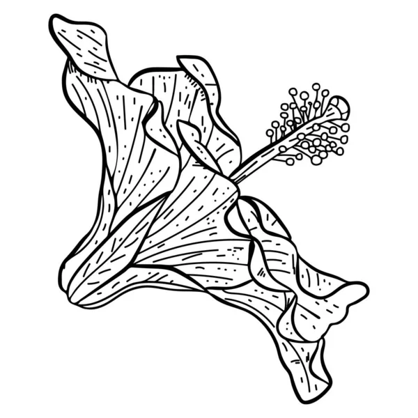 Desenho desenhado à mão de flor de hibisco —  Vetores de Stock