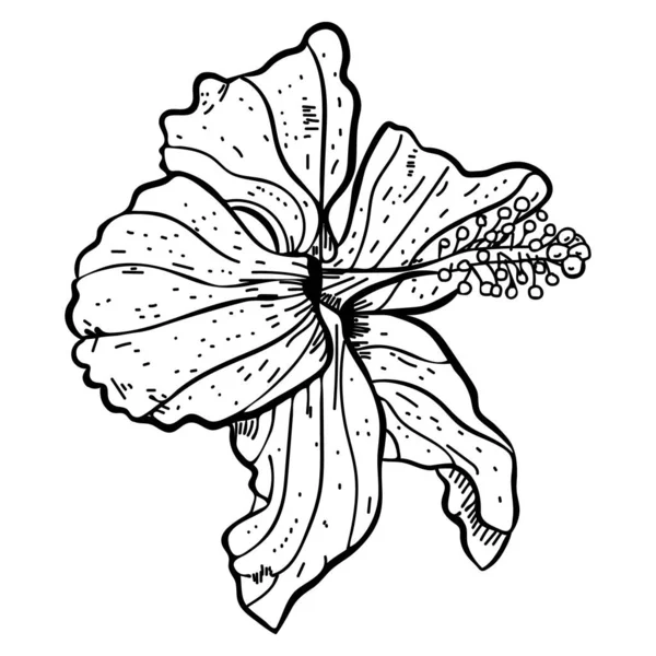 Croquis dessiné à la main de fleur d'hibiscus — Image vectorielle