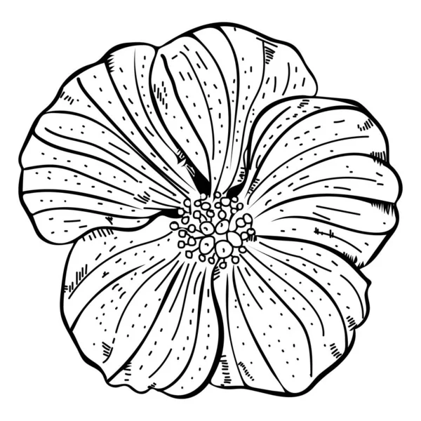 Ręcznie rysowany szkic kwiatu hibiskusa — Wektor stockowy