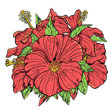 Hibiscus çiçeği beyaz arkaplanda izole bir şekilde elle çizilmiş gerçekçi bir şekilde