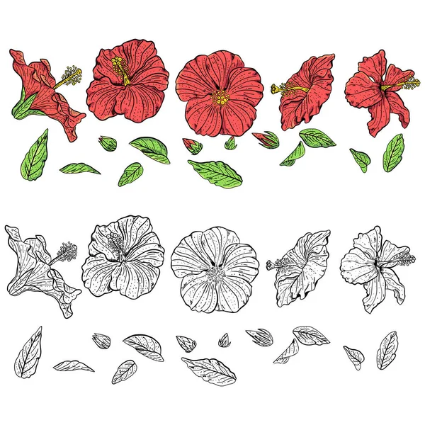 Handgezeichnete Hibiskusblüten und Blätter Cliparts. — Stockvektor