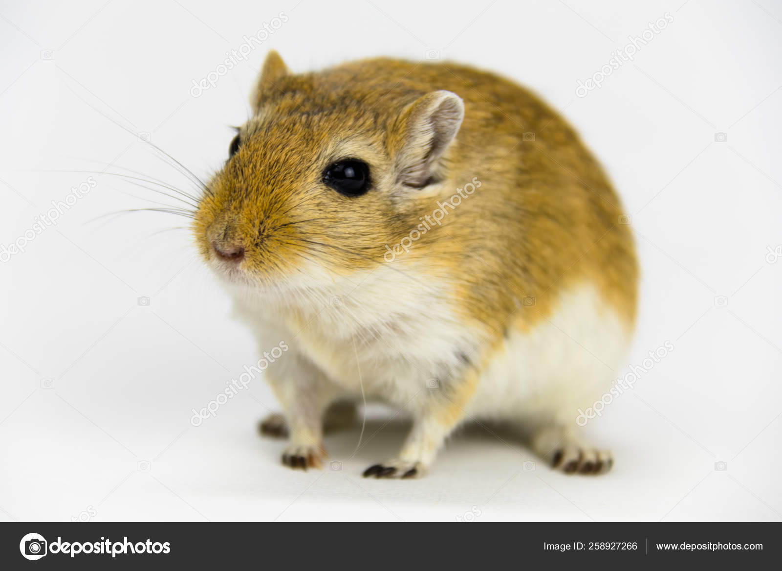 Banco de imagens : natureza, doce, rato, animal, fofa, pele, pequeno,  Castanho, mamífero, esquilo, roedor, fauna, Bigodes, vertebrado, engraçado,  Nager, Pragas, ratos, Olhos de botão, Rato de madeira, Apodemus sylvaticus,  Gerbil, Muroidea,, image size:1600x1167