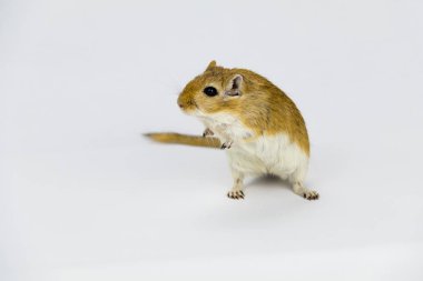 kahverengi ve beyaz gerbil, kemirgen, beyaz arka plan üzerinde