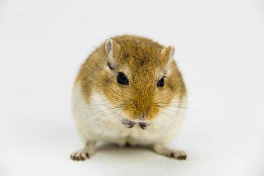 beyaz arka plan üzerinde bir boru yeme kahverengi ve beyaz gerbil