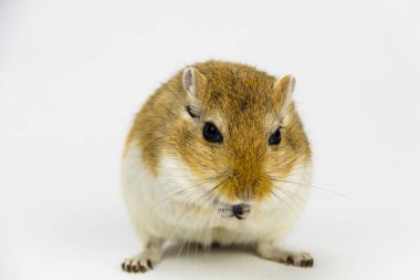 beyaz arka plan üzerinde bir boru yeme kahverengi ve beyaz gerbil