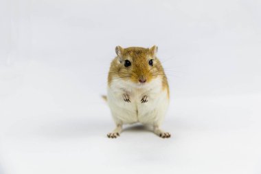 kahverengi ve beyaz gerbil, kemirgen, beyaz arka plan üzerinde