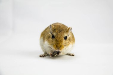 beyaz arka plan üzerinde bir boru yeme kahverengi ve beyaz gerbil