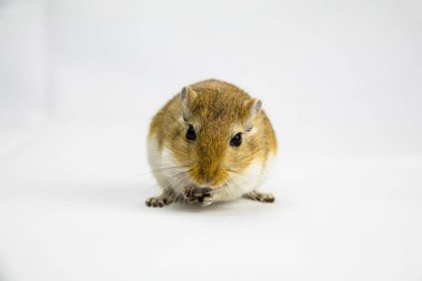 beyaz arka plan üzerinde bir boru yeme kahverengi ve beyaz gerbil