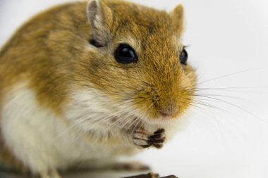 beyaz arka plan üzerinde bir boru yeme kahverengi ve beyaz gerbil