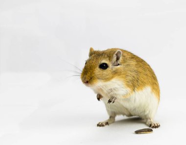 beyaz arka plan üzerinde bir boru yeme kahverengi ve beyaz gerbil