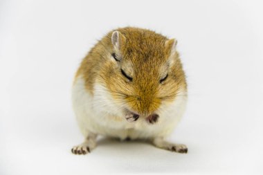 beyaz arka plan üzerinde bir boru yeme kahverengi ve beyaz gerbil