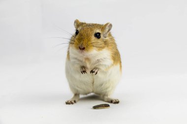 beyaz arka plan üzerinde bir boru yeme kahverengi ve beyaz gerbil