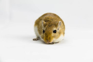beyaz arka plan üzerinde bir boru yeme kahverengi ve beyaz gerbil