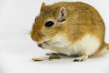 beyaz arka plan üzerinde bir boru yeme kahverengi ve beyaz gerbil