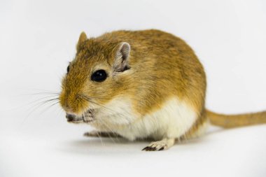 beyaz arka plan üzerinde bir boru yeme kahverengi ve beyaz gerbil