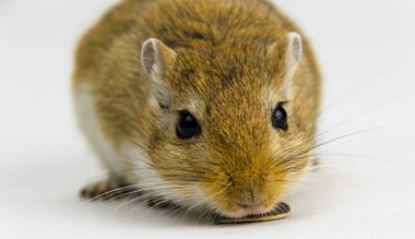 beyaz arka plan üzerinde bir boru yeme kahverengi ve beyaz gerbil
