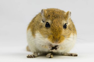 beyaz arka plan üzerinde bir boru yeme kahverengi ve beyaz gerbil