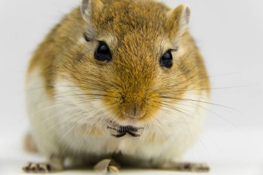 beyaz arka plan üzerinde bir boru yeme kahverengi ve beyaz gerbil