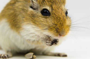 beyaz arka plan üzerinde bir boru yeme kahverengi ve beyaz gerbil