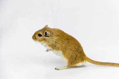 kahverengi ve beyaz gerbil, kemirgen, beyaz arka plan üzerinde