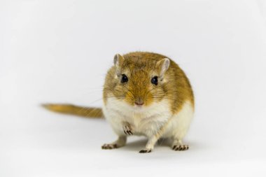 a brown and white gerbil, rodent, on white background clipart