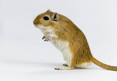 kahverengi ve beyaz gerbil, kemirgen, beyaz arka plan üzerinde