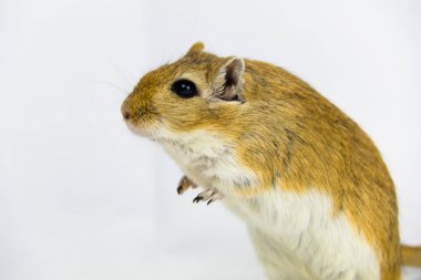 kahverengi ve beyaz gerbil, kemirgen, beyaz arka plan üzerinde