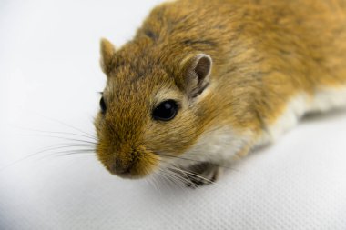 kahverengi ve beyaz gerbil, kemirgen, beyaz arka plan üzerinde