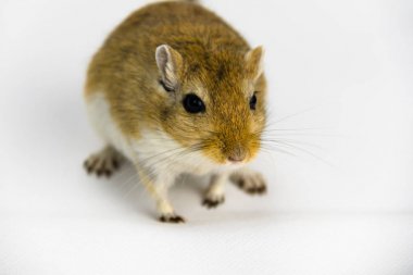 kahverengi ve beyaz gerbil, kemirgen, beyaz arka plan üzerinde