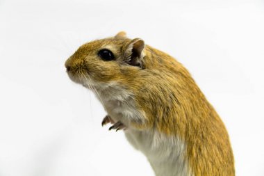 kahverengi ve beyaz gerbil, kemirgen, beyaz arka plan üzerinde