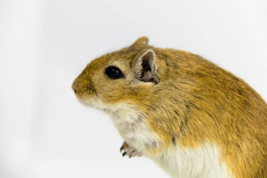kahverengi ve beyaz gerbil, kemirgen, beyaz arka plan üzerinde