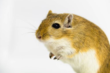 kahverengi ve beyaz gerbil, kemirgen, beyaz arka plan üzerinde