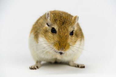 beyaz arka plan üzerinde bir boru yeme kahverengi ve beyaz gerbil