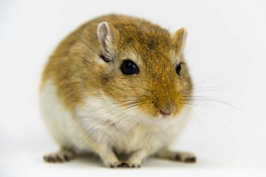 kahverengi ve beyaz gerbil, kemirgen, beyaz arka plan üzerinde