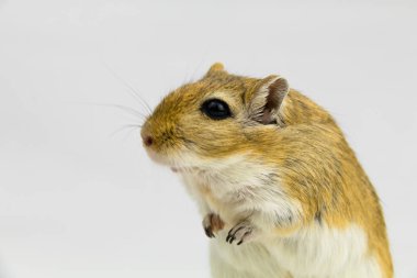 kahverengi ve beyaz gerbil, kemirgen, beyaz arka plan üzerinde