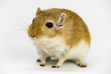 kahverengi ve beyaz gerbil, kemirgen, beyaz arka plan üzerinde