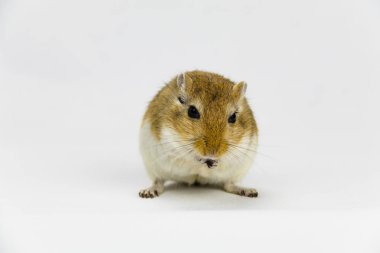 beyaz arka plan üzerinde bir boru yeme kahverengi ve beyaz gerbil