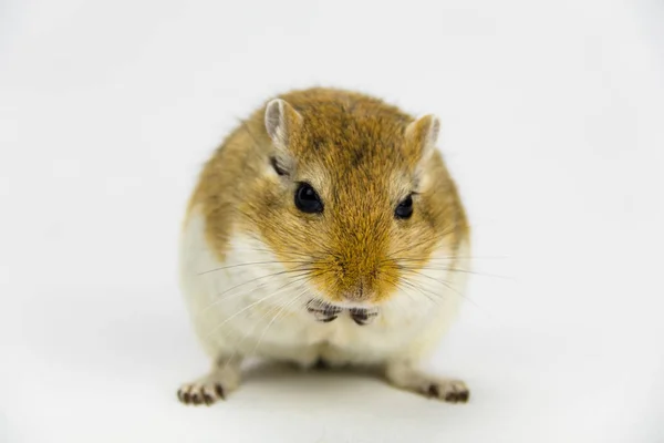 A brown and white gerbil eating a pipe on white background — Stock Photo, Image