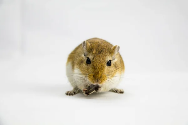 Um gerbil marrom e branco comendo um cachimbo no fundo branco — Fotografia de Stock