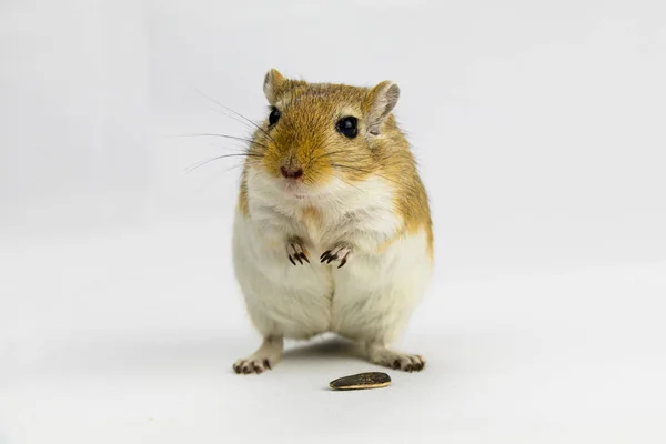 Um gerbil marrom e branco comendo um cachimbo no fundo branco — Fotografia de Stock