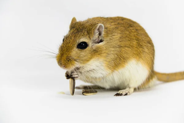 Um gerbil marrom e branco comendo um cachimbo no fundo branco — Fotografia de Stock