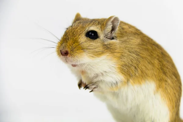 Un gerbo marrón y blanco, roedor, sobre fondo blanco —  Fotos de Stock